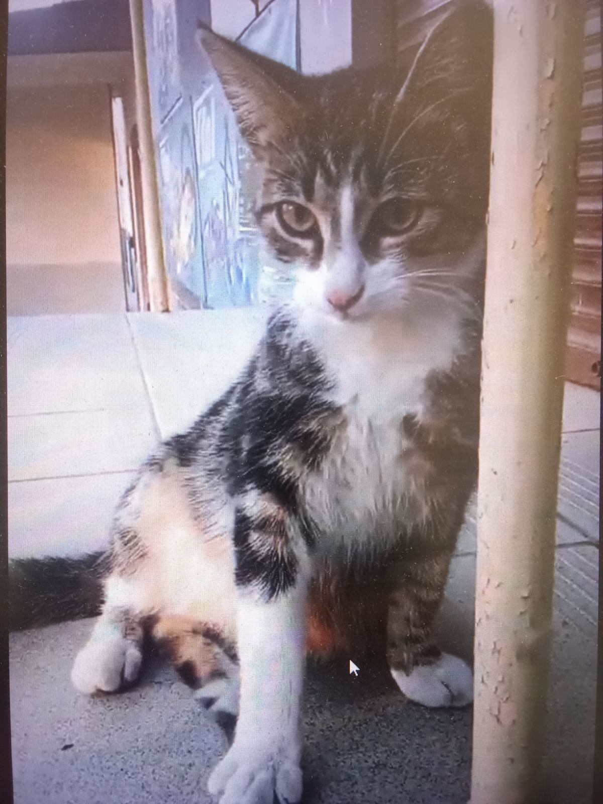 Кошеня шукає дім