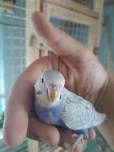 Продам волнистого попугая