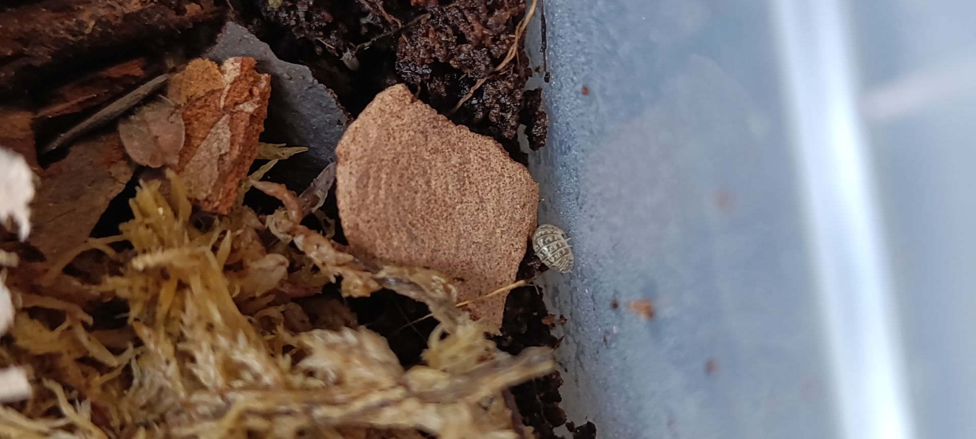 Мокриці Armadillidium vulgare "Wild Spotted"