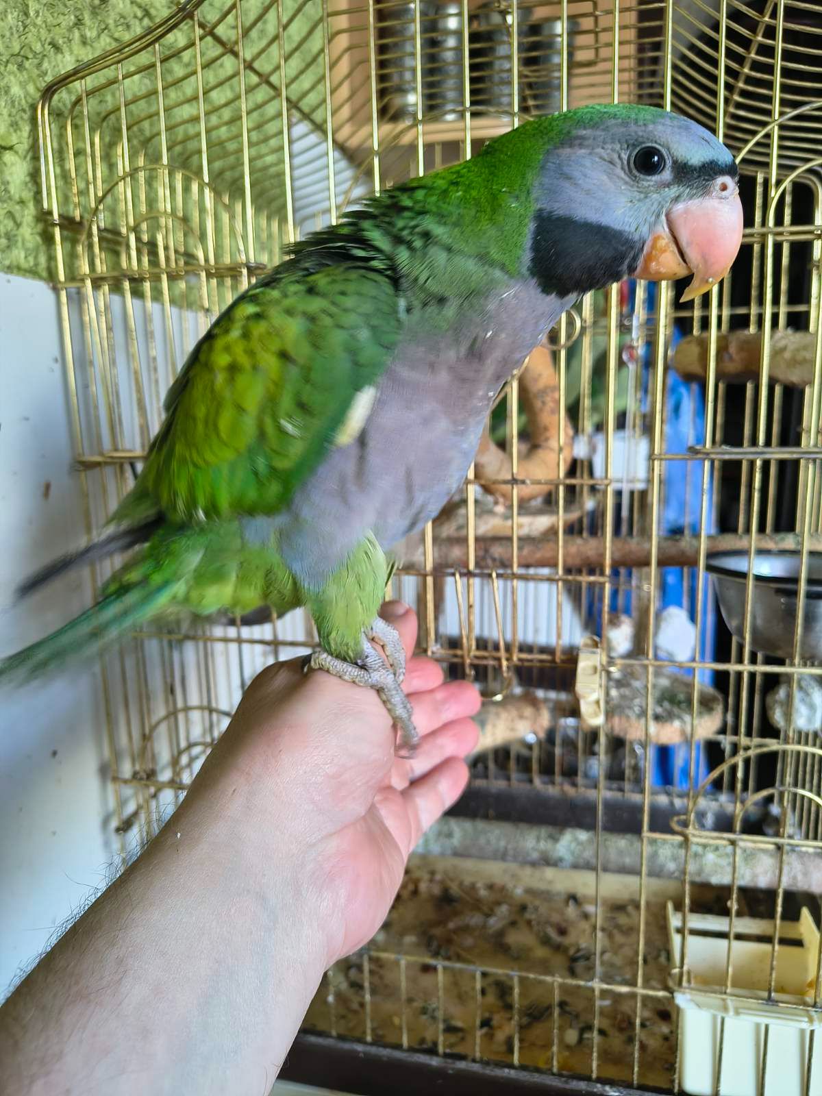 🦜 Китайский попугайчик