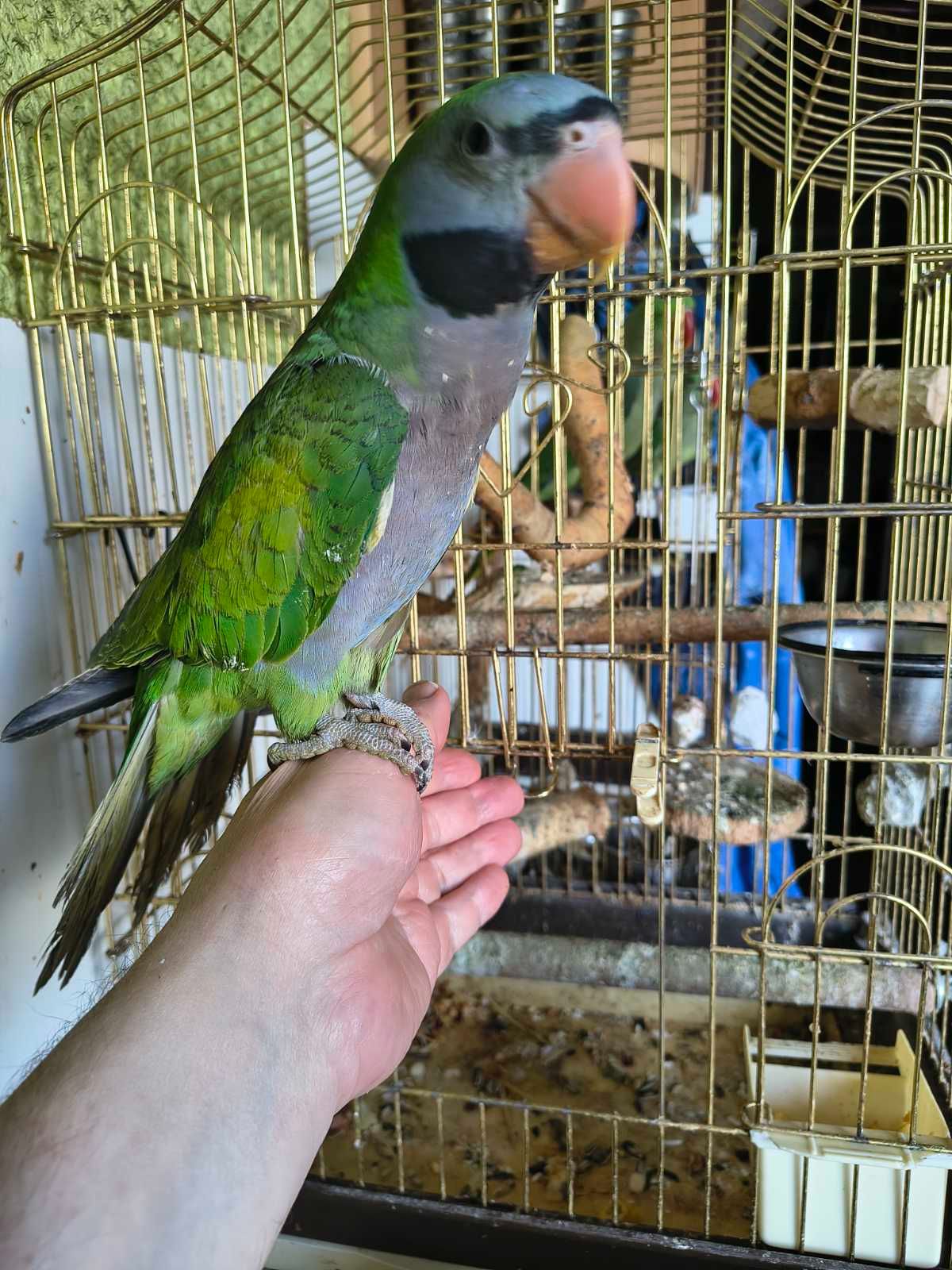 🦜 Китайский попугайчик
