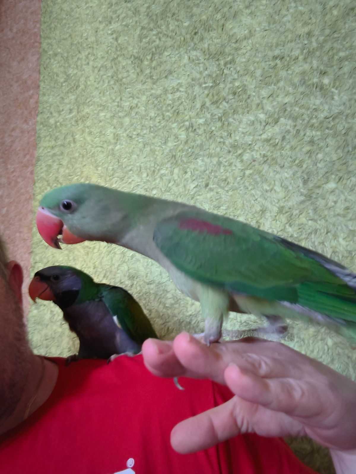 🦜 Китайский попугайчик