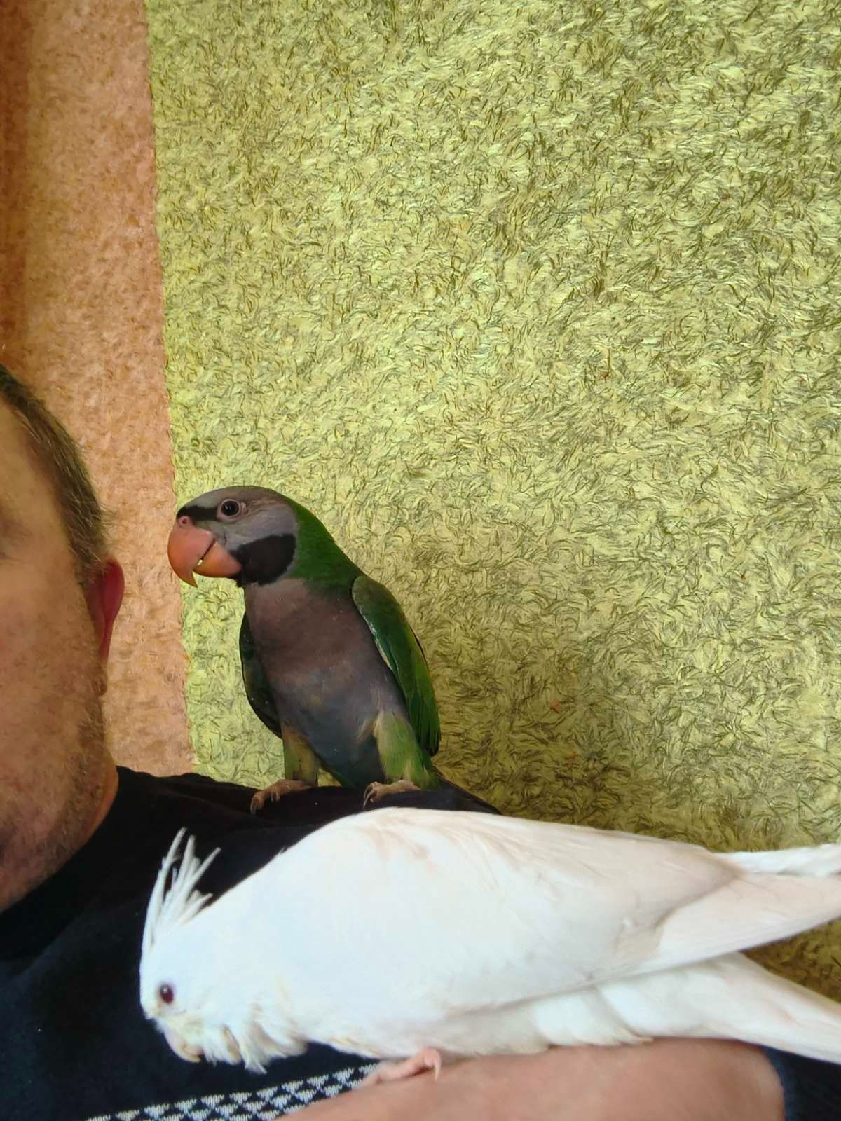 🦜 Китайский попугайчик