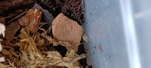 Мокриці Armadillidium vulgare "Wild Spotted"