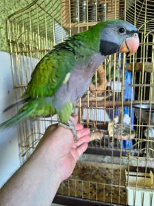 🦜 Китайский попугайчик