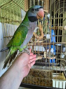 🦜 Китайский попугайчик