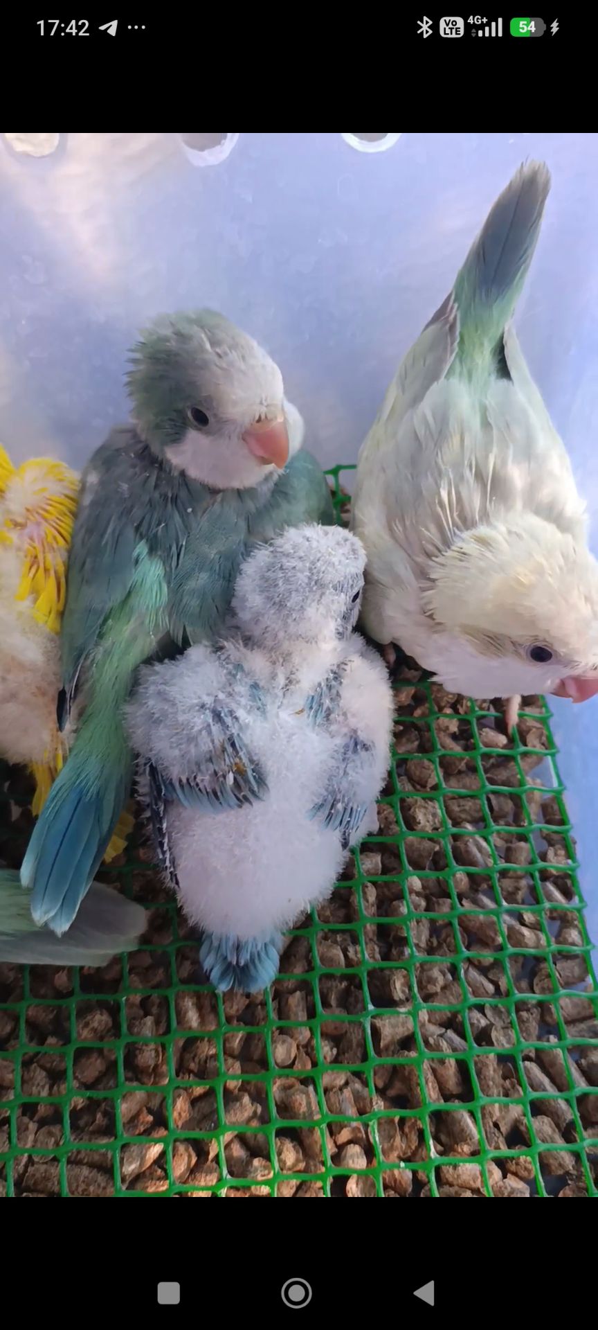 Монах квакер, малюки 1,5 місяці 🐣