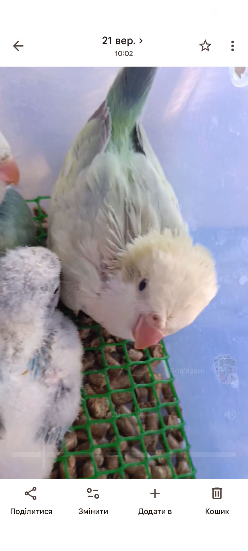 Монах квакер, малюки 1,5 місяці 🐣
