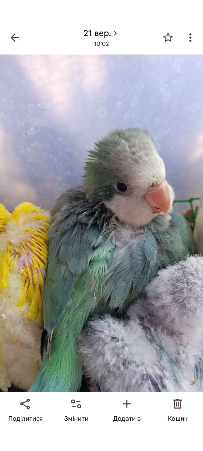 Монах квакер, малюки 1,5 місяці 🐣