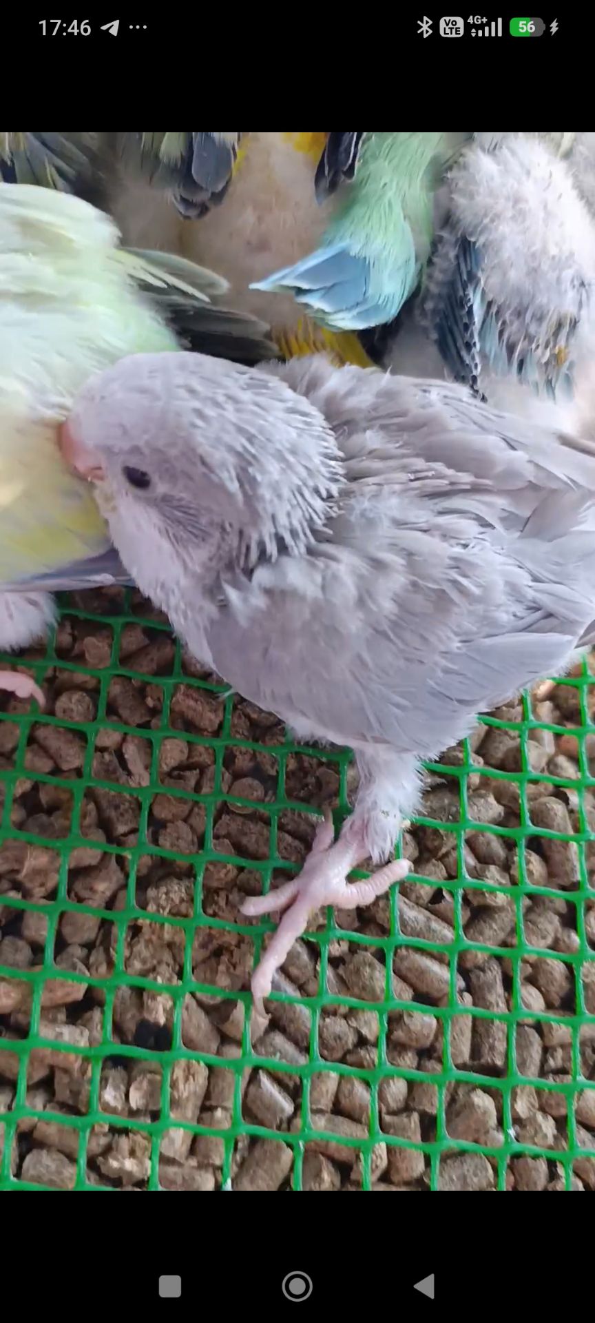 Монах квакер, малюки 1,5 місяці 🐣