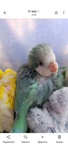 Монах квакер, малюки 1,5 місяці 🐣