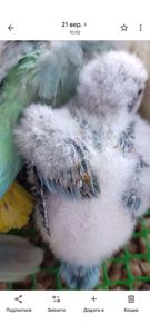 Монах квакер, малюки 1,5 місяці 🐣