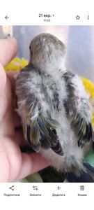 Монах квакер, малюки 1,5 місяці 🐣