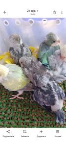 Монах квакер, малюки 1,5 місяці 🐣