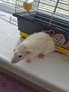 Пацюк Дамбо 6 месяцев
