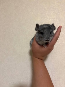 Шуша