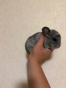 Шуша