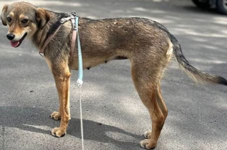 Віддам стерилізовану дівчинку