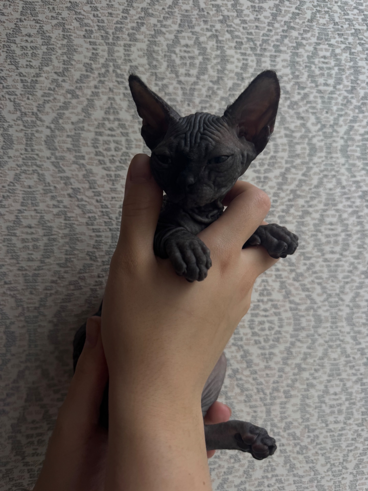 Котята канадского сфінксу