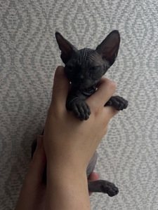 Котята канадского сфінксу