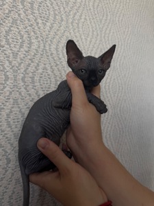 Котята канадского сфінксу