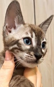 Шикарні бенгальські кошенята