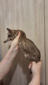 Шикарні бенгальські кошенята
