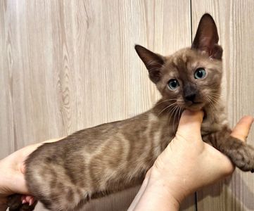 Шикарні бенгальські кошенята