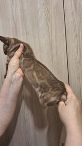Шикарні бенгальські кошенята