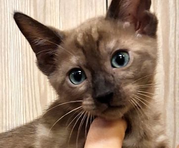 Шикарні бенгальські кошенята