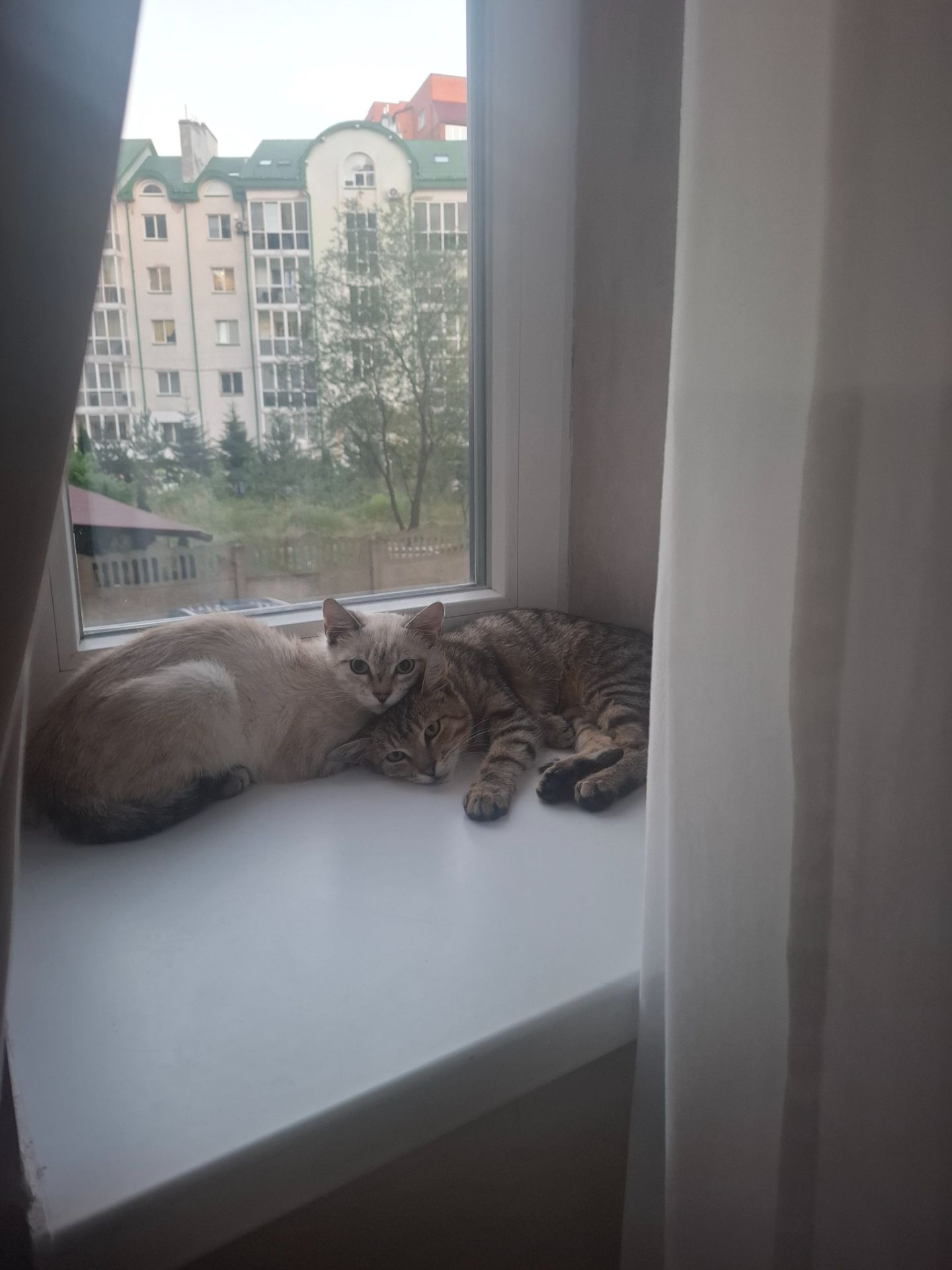 🐾 Двоє кошенят шукають люблячу родину — біленький та полосатий ❤️