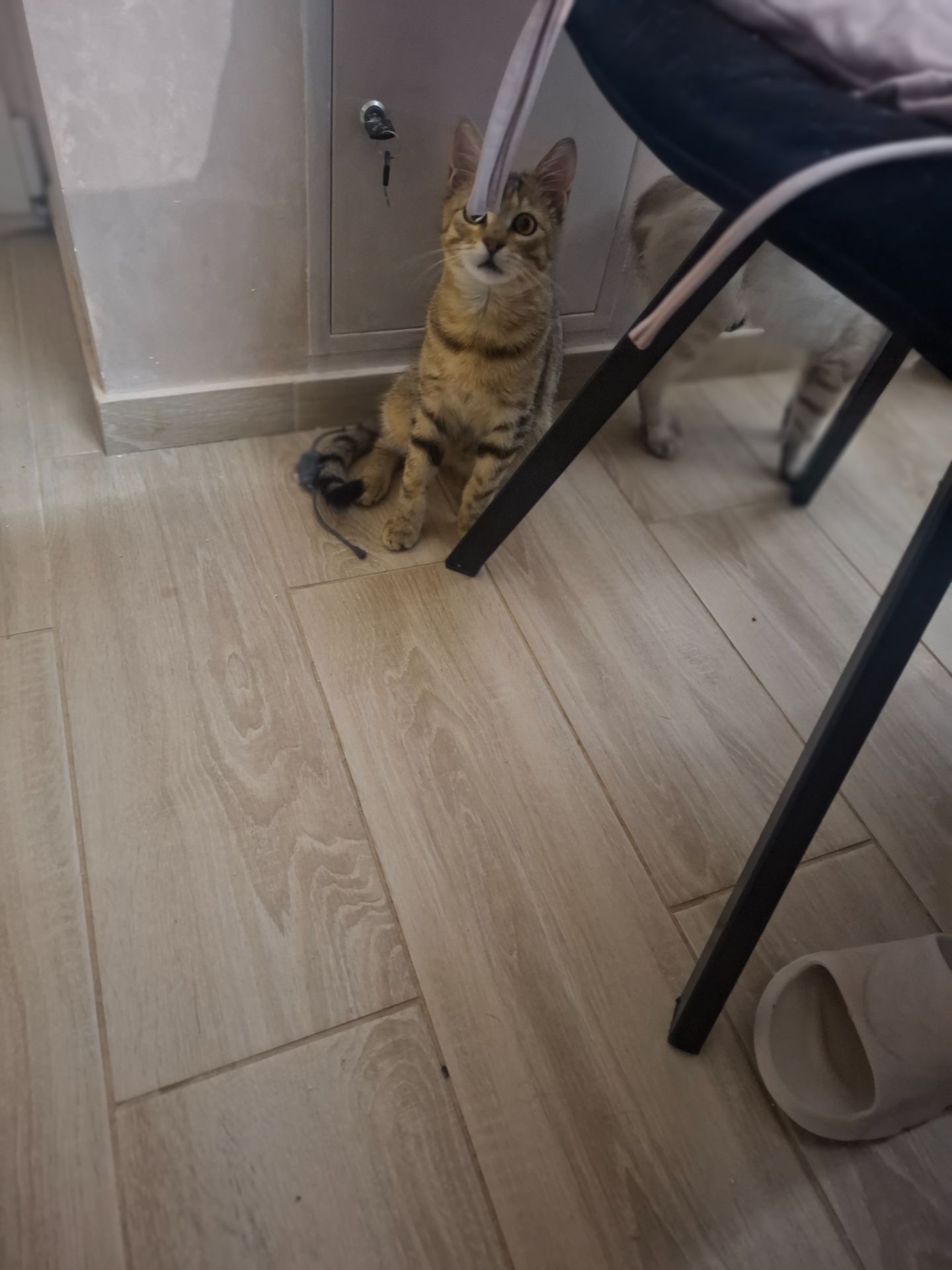 🐾 Двоє кошенят шукають люблячу родину — біленький та полосатий ❤️
