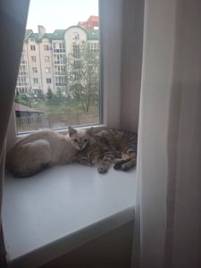 🐾 Двоє кошенят шукають люблячу родину — біленький та полосатий ❤️