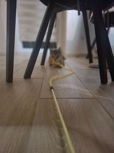 🐾 Двоє кошенят шукають люблячу родину — біленький та полосатий ❤️