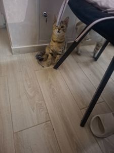 🐾 Двоє кошенят шукають люблячу родину — біленький та полосатий ❤️