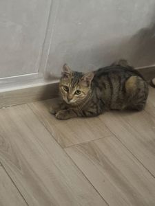 🐾 Двоє кошенят шукають люблячу родину — біленький та полосатий ❤️