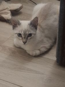 🐾 Двоє кошенят шукають люблячу родину — біленький та полосатий ❤️