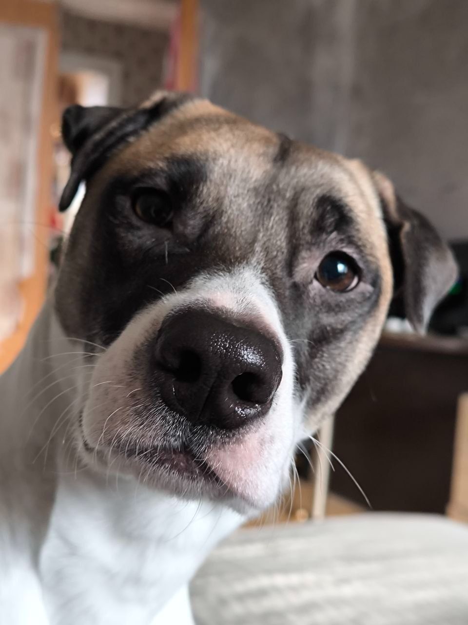 Шукаємо новий дім для Оксі 🐾