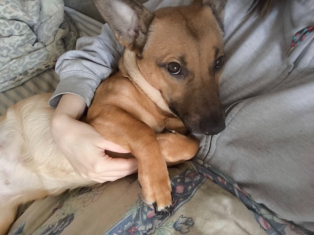 Шукаємо новий дім для Аліси