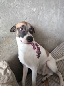Шукаємо новий дім для Оксі 🐾