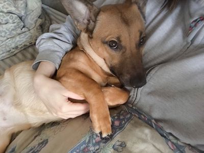 Шукаємо новий дім для Аліси