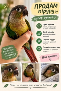 Супер ручний пірура