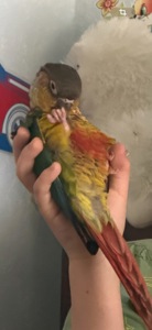 Супер ручний пірура