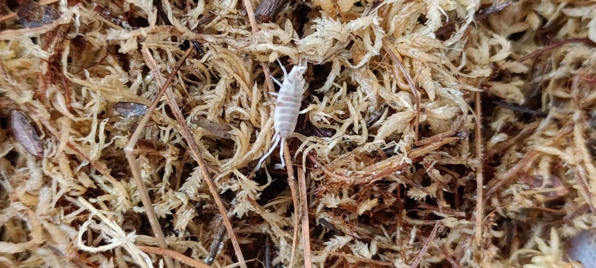 Мокриці Porcellio laevis "Orange Dalmatian"
