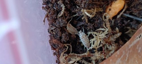 Мокриці Porcellio laevis "Orange Dalmatian"