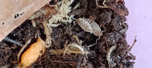 Мокриці Porcellio laevis "Orange Dalmatian"