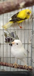 Канарейка домашняя