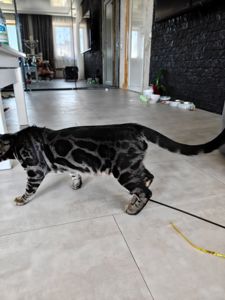 Hugo хлопчик вугільного окрасу