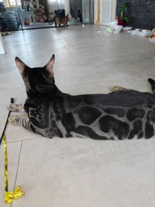 Hugo хлопчик вугільного окрасу