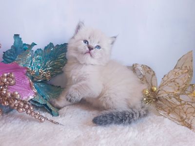 Аватар